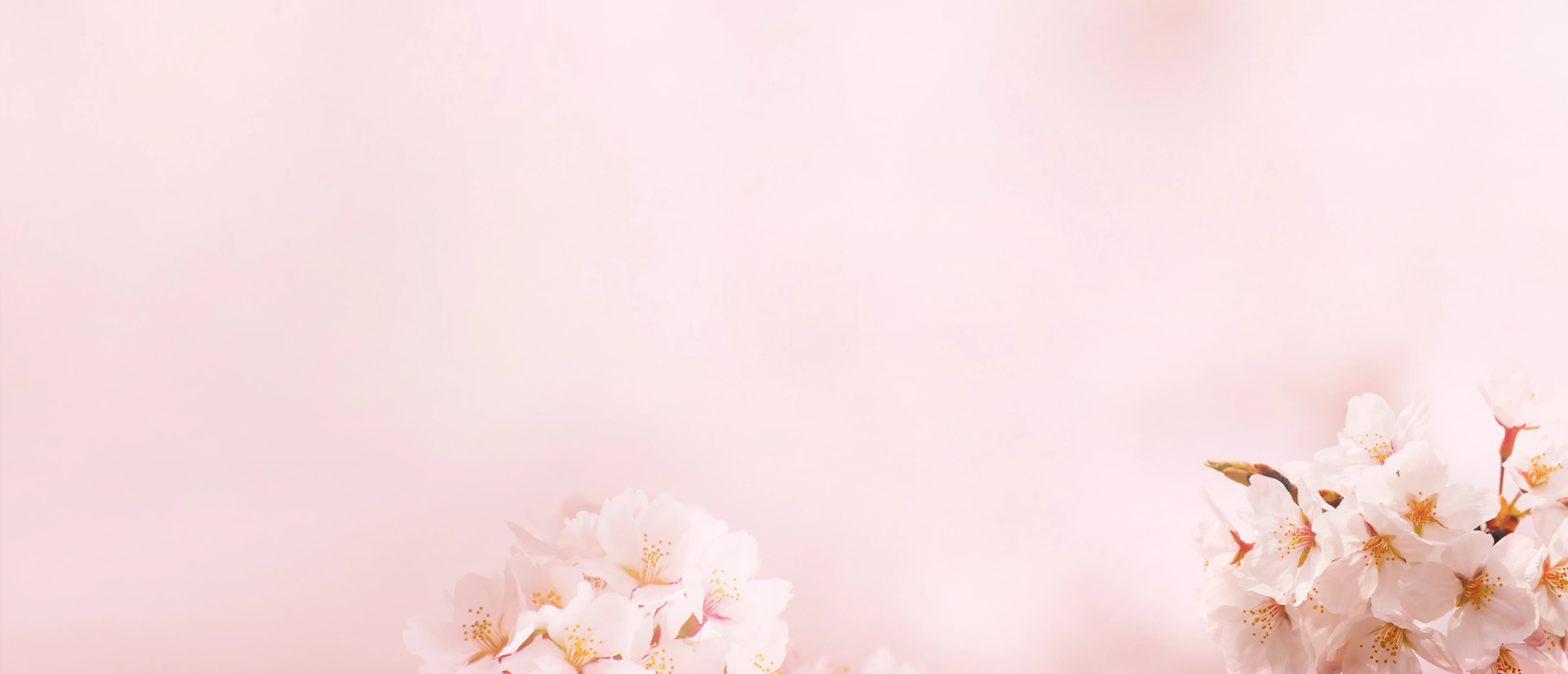 Sakura Background